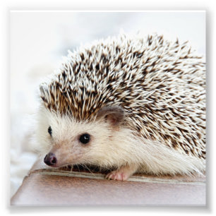 Your Photo Custom Fit Print