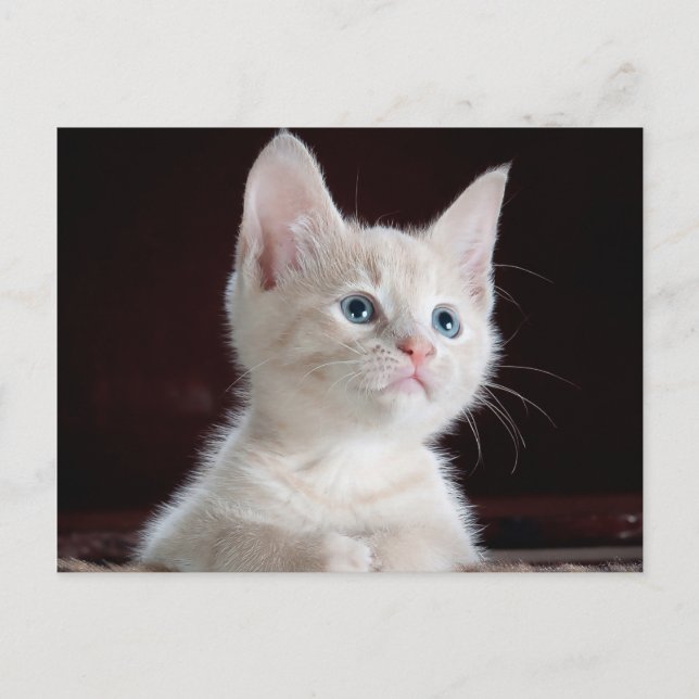 Your Photo Custom Postcard (Front)