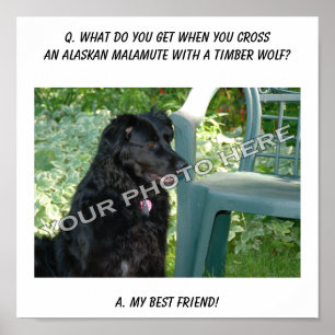 Your Photo Here! Best Friend Alaskan Malamute Mix Poster