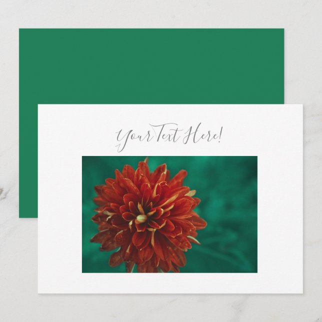 Your Text Gorgeous Red Dahlia Flower Invitation (Front/Back)