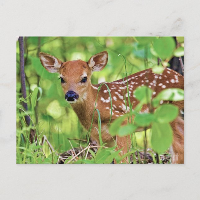 You're a Deer Postcard (Front)