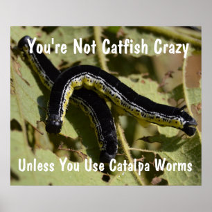You're Not Catfish Crazy Catalpa Worms Poster
