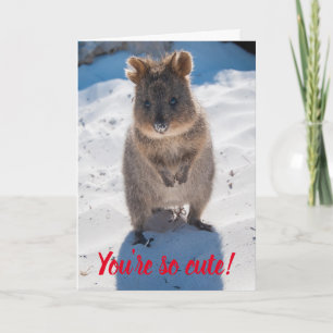 You're So Cute Quokka on the Beach Valentine Card