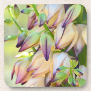 yucca flower coasters
