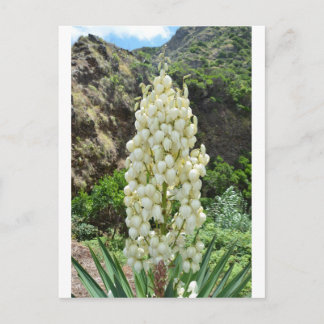 Yucca flowers in the Azores. Postcard
