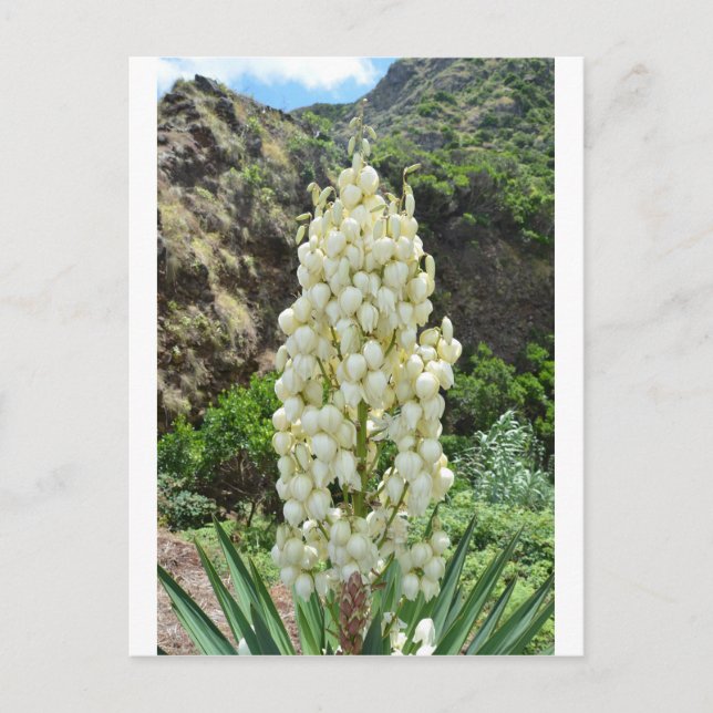 Yucca flowers in the Azores. Postcard (Front)
