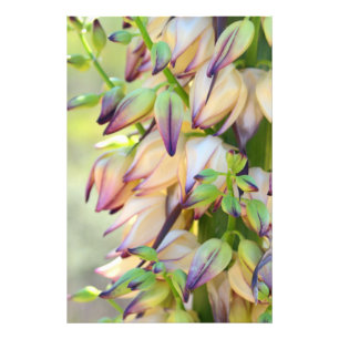 yucca flowers photo print