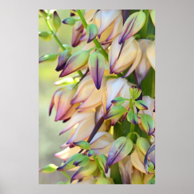 yucca flowers poster (Front)