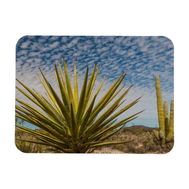 Yucca In The Desert, Mexico Magnet (Horizontal)
