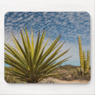 Yucca In The Desert, Mexico Mouse Pad
