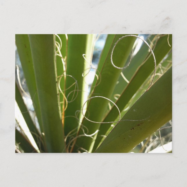 Yucca Leaves Green Nature Photography Postcard (Front)