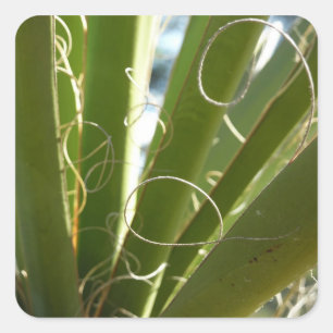 Yucca Leaves Green Nature Photography Square Sticker