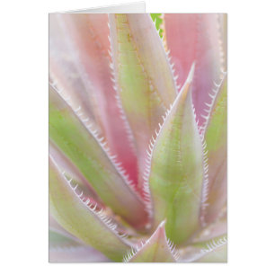 Yucca plant close-up