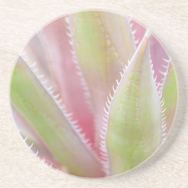 Yucca plant close-up coaster (Front)