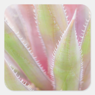 Yucca plant close-up square sticker