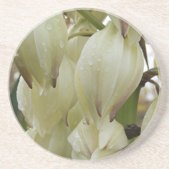 Yucca Plant  Coaster (Front)