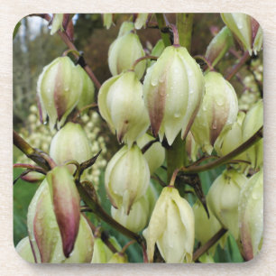 Yucca Plant  Coaster