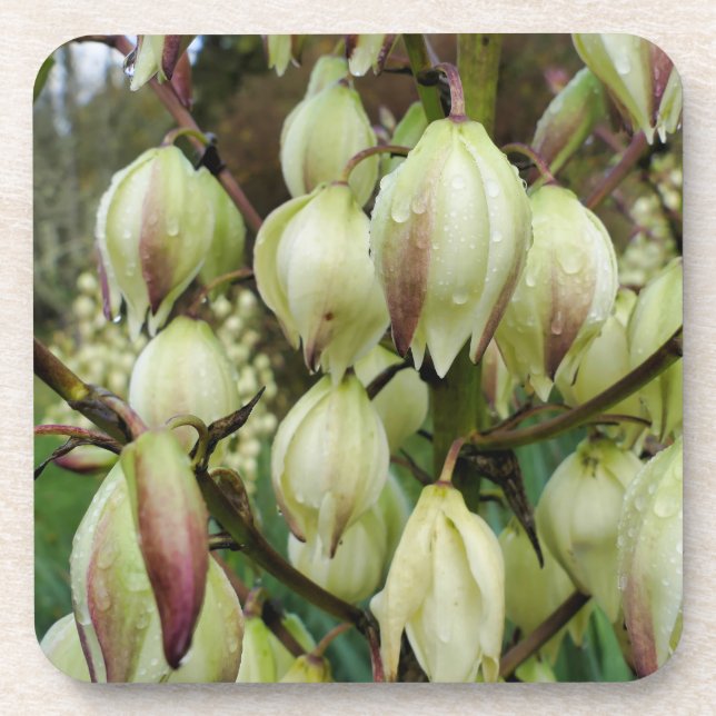Yucca Plant  Coaster (Front)