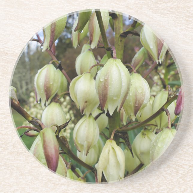 Yucca Plant  Coaster (Front)