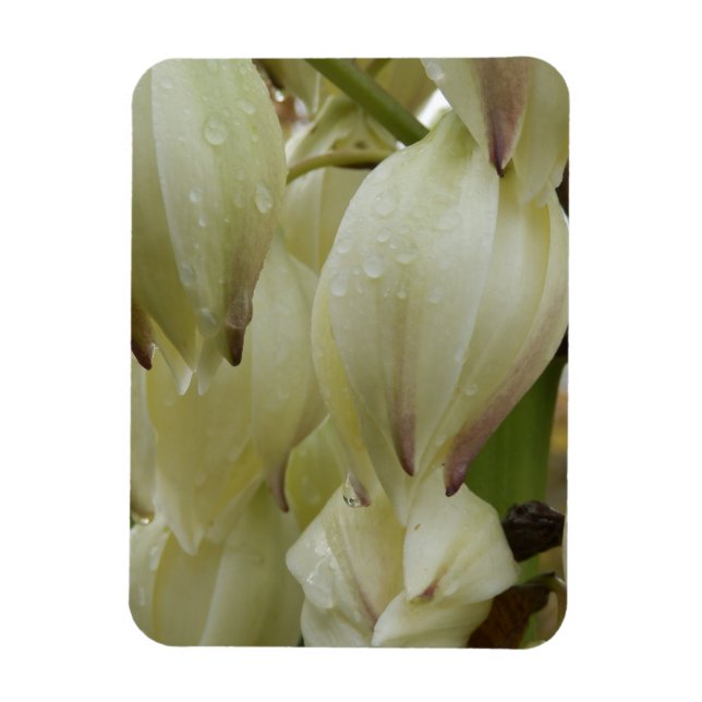 Yucca Plant  Magnet (Vertical)