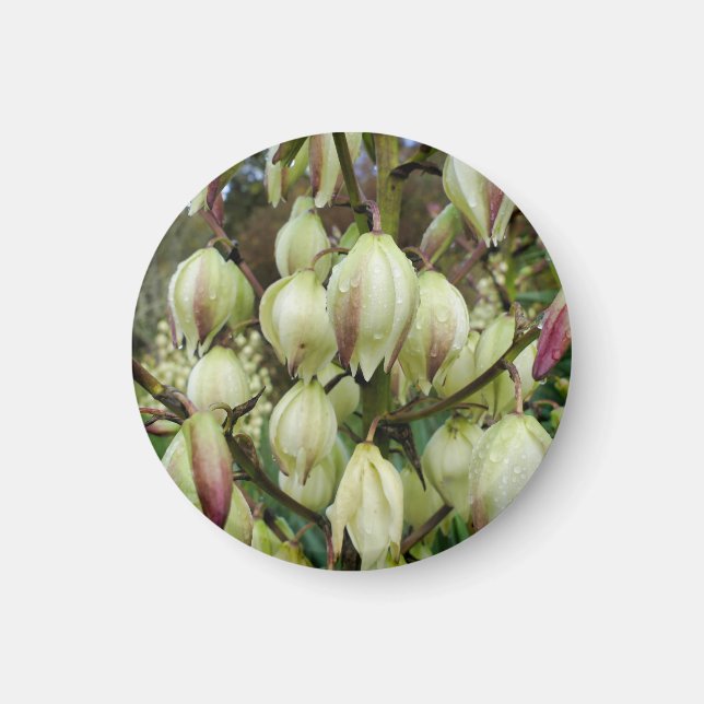 Yucca Plant  Magnet (Front)