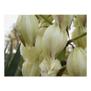 Yucca Plant  Photo Print