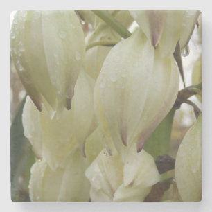 Yucca Plant  Stone Coaster