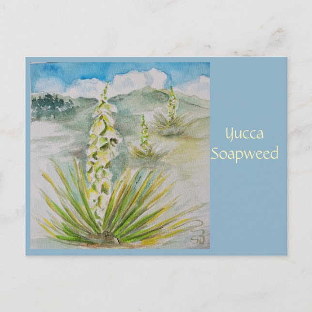 Yucca Soapweed Post Card (Front)