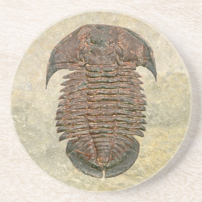 Yuepingia Fossil Trilobite Coaster (Front)