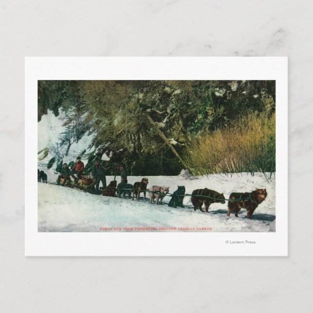 Yukon Dog Team Freighting Through Alaska Canyon Postcard (Front)