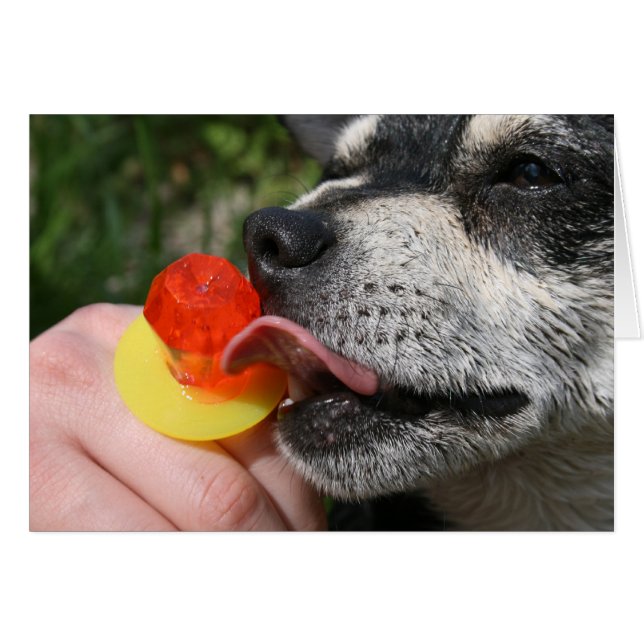 Yummy (Front Horizontal)