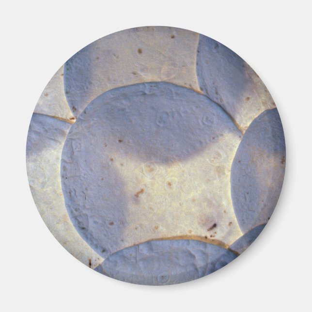 Yummy Tortilla shells Magnet (Front)