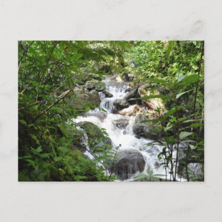 Yunque Rain Forest, Puerto Rico Postcard