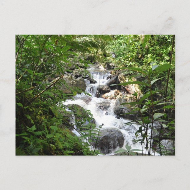 Yunque Rain Forest, Puerto Rico Postcard (Front)
