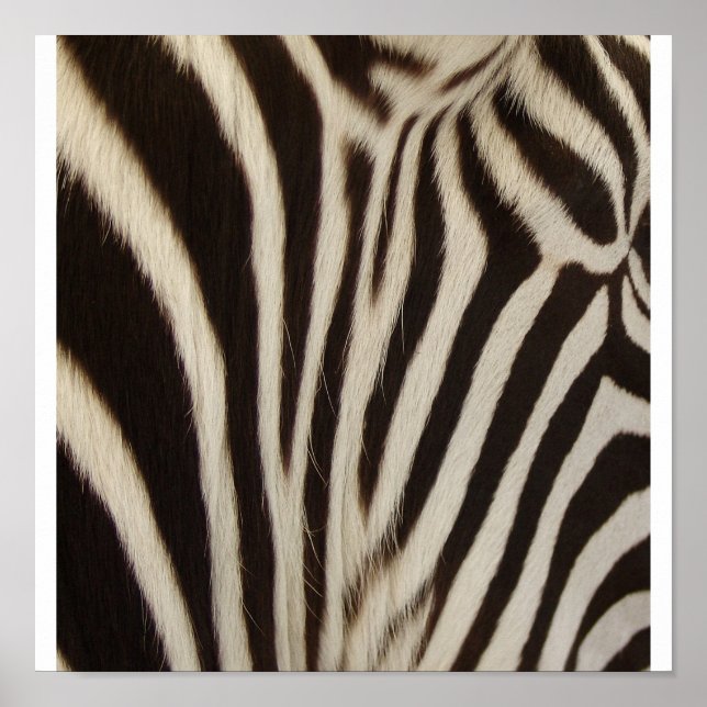 Z Stripe Poster (Front)