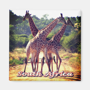 ZA - South Africa - Giraffes Magnet