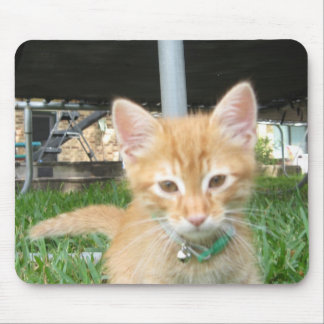 Zaccheus the Kitten Mouse Pad