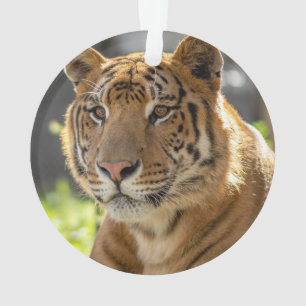 Zachariah - ornament