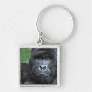 Zaire, Virungas National Park. Portrait of Key Ring