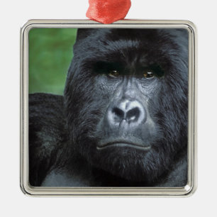 Zaire, Virungas National Park. Portrait of Metal Ornament