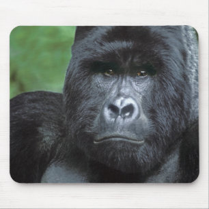 Zaire, Virungas National Park. Portrait of Mouse Pad