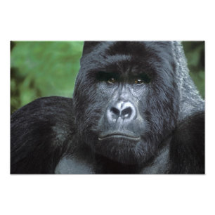 Zaire, Virungas National Park. Portrait of Photo Print