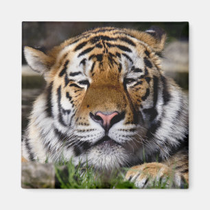 Zambar Tiger Magnet