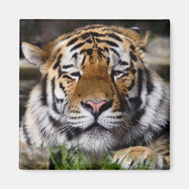 Zambar Tiger Magnet (Front)