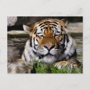 Zambar Tiger Postcard