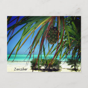 Zanzibar Beach Palm Trees , Africa Postcard