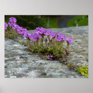 Zarte lila flowers grow up on rough stone poster