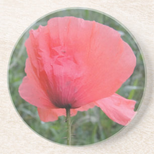 Zarte rote Mohnblume Coaster