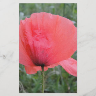 Zarte rote Mohnblume Stationery