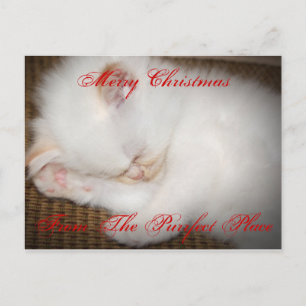 zazzle, Merry ChristmasFrom The Purrfect Place Holiday Postcard